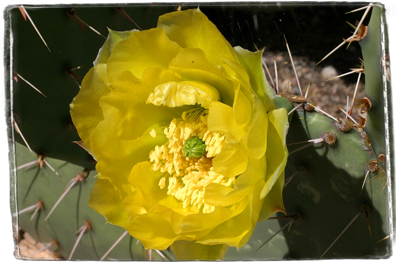 Cactus Flower Tucson, AZ � Dave Hickey